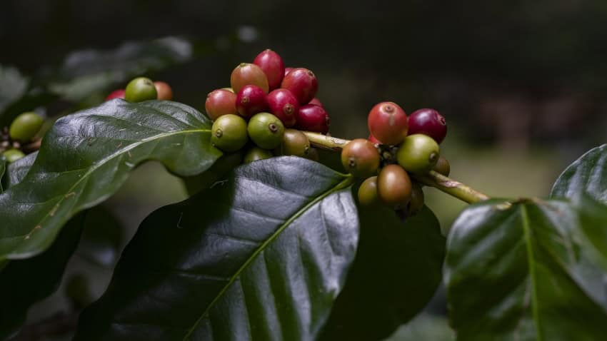A photograph of a plant with red berries