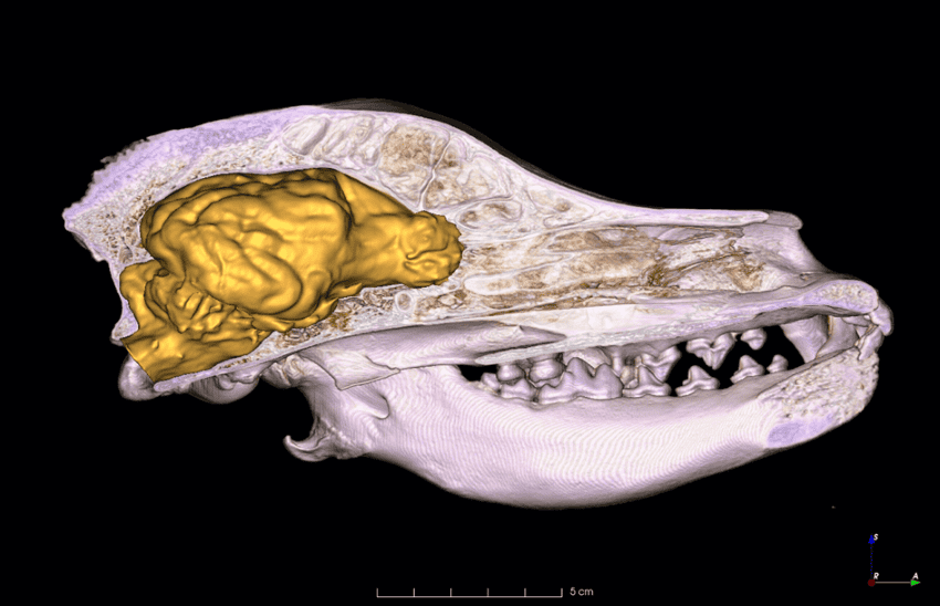 A 3d model of a dog's skull showing the brain in yellow and skull in white