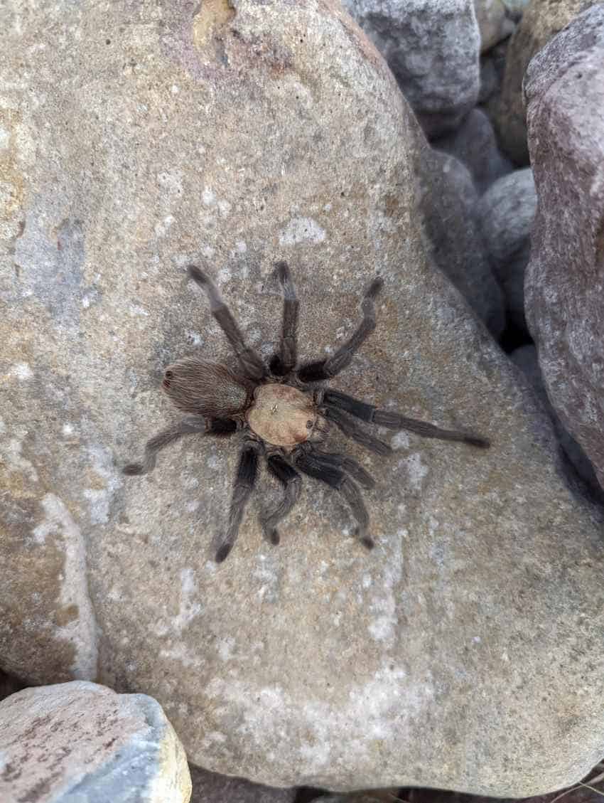 A photograph of a large, brown tarantula covered in hair sitting on a pale rock