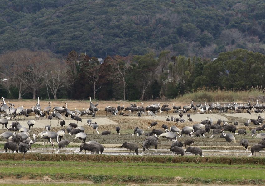 A photograph of a flock of cranes standing in a field