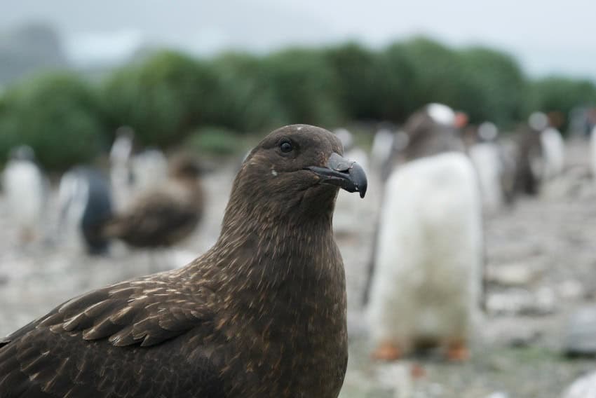 Photograph of a brown bird in focus, with more brown birds and penguins visible in the blurred background. They appear to be on a beach with greenery in the background