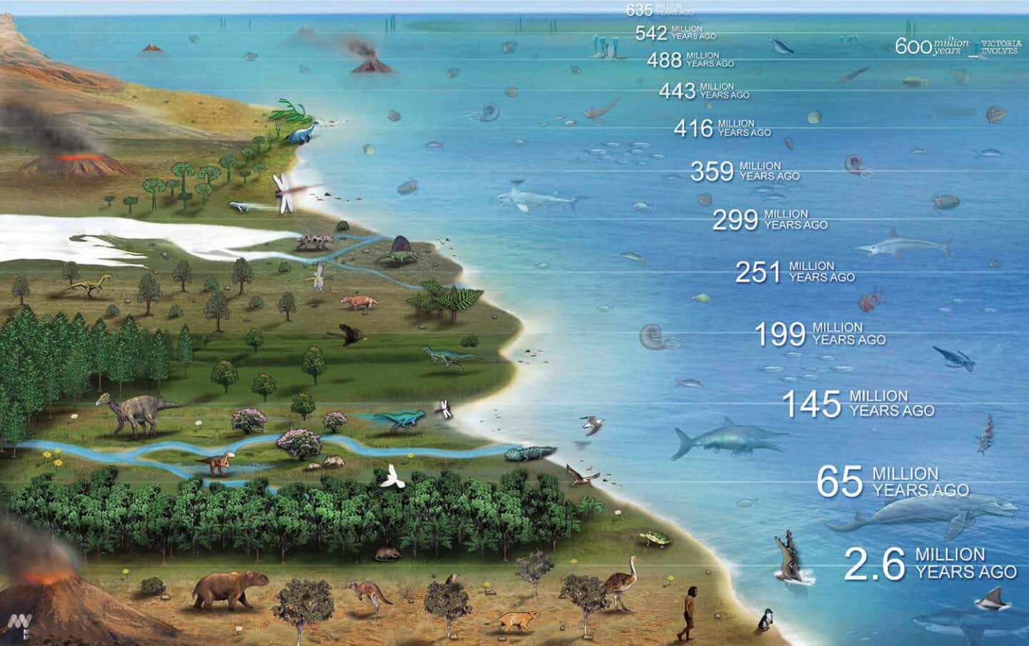 An infographic of the last 600 million years across the victoria evolves exhibition.