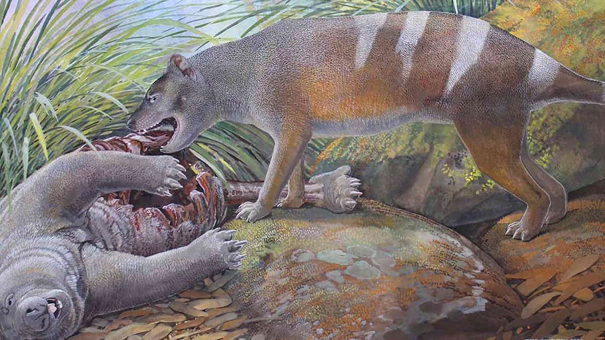 Drawing of ancient marsupial carnivore eating wombat like creature