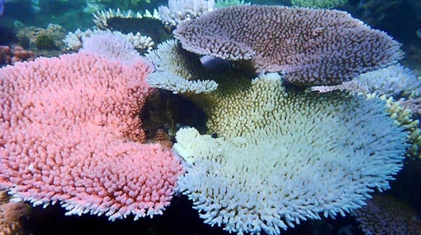 Different coloured stony corals range from pink to blue to white.