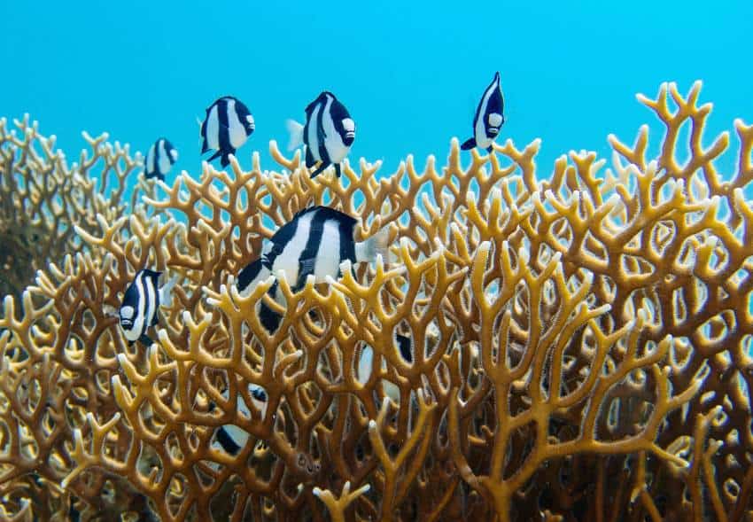 Photograph of several black and white striped fish swimming around a light brown stony branching coral