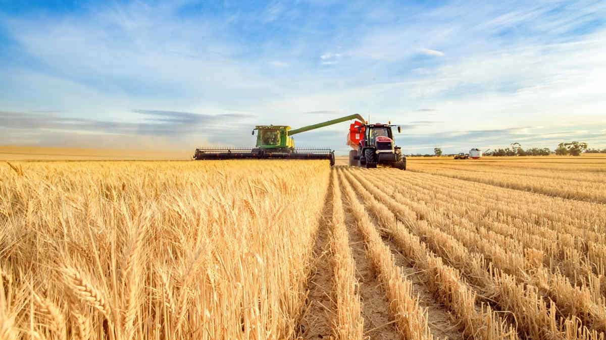 Harvesting machine approaching wheat in australia