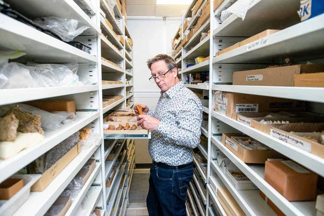 Palaeontologist looking through shelves with fossil specimens