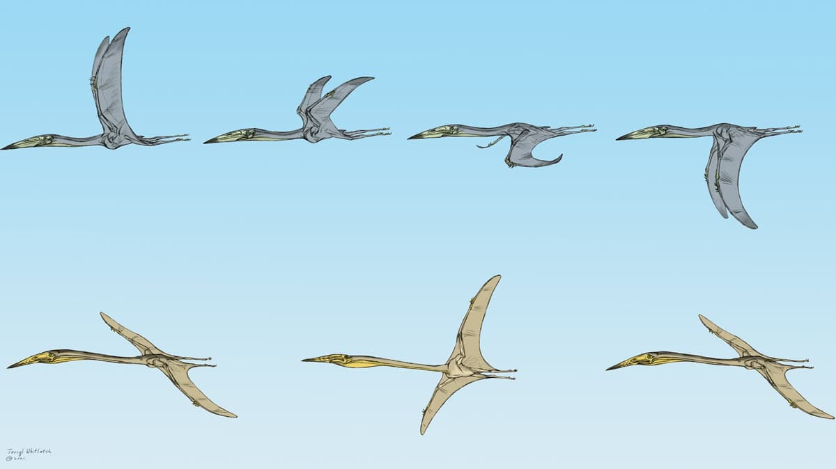 Two pterosaurs in flight showing different flying styles