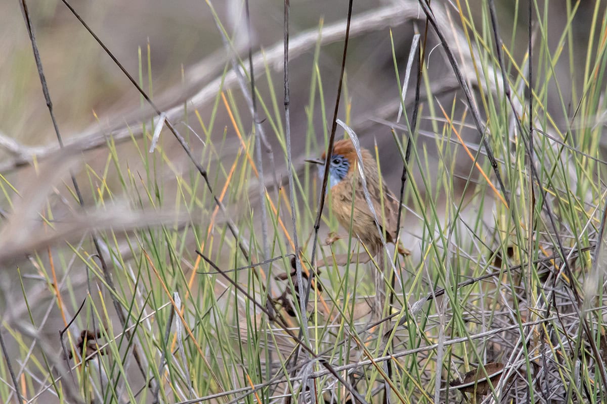 Emu mallee-wren hiding in grass.