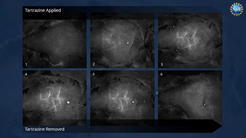 Usnsf invisiblemousef3graphic 850