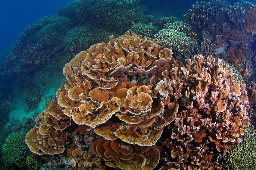 A photograph of a large orange coloured stony coral taken from above