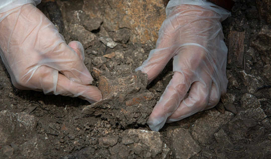 Neanderthal fossil being taken out of ground by gloved hands
