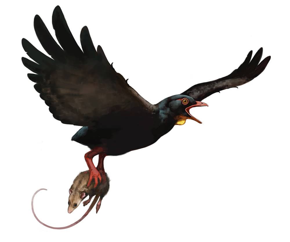 Illustration of ancient bird carrying small mammal