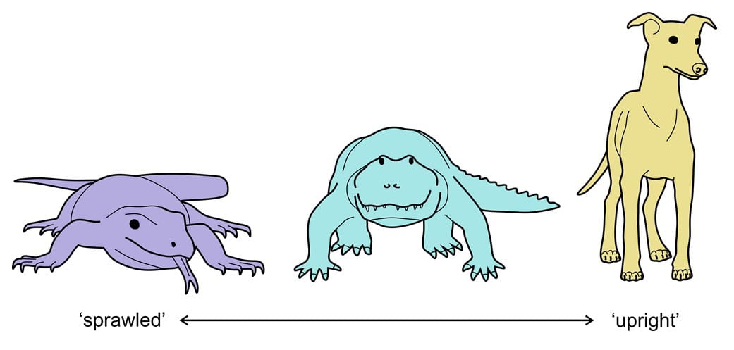 Lizard alligator dog posture