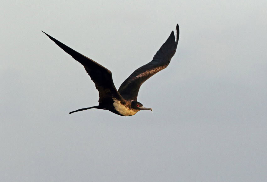 A photograph of a large seabird flying against a grey sky.