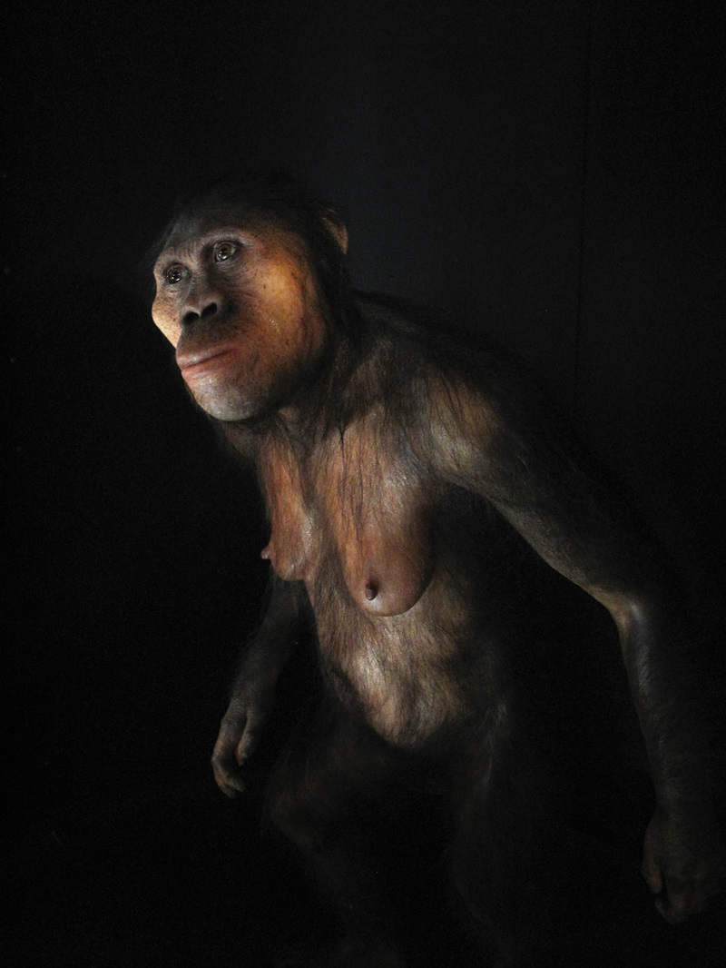Australopithecus ancient hominin model in museum dark room