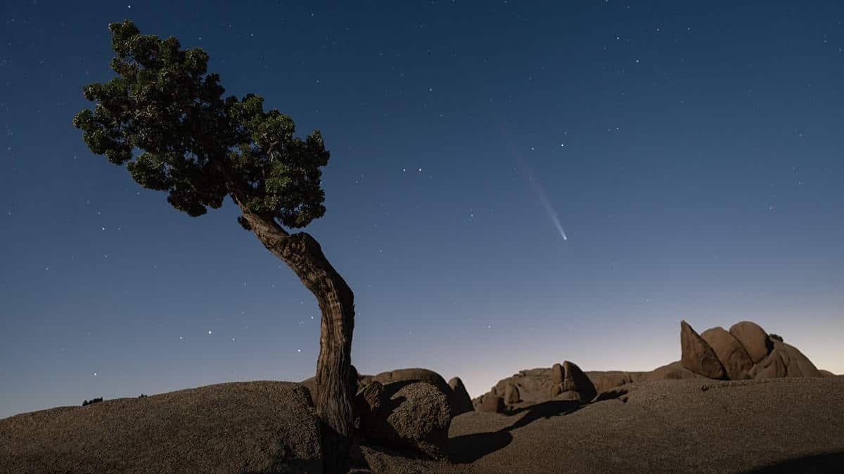 Comet night sky tree desert