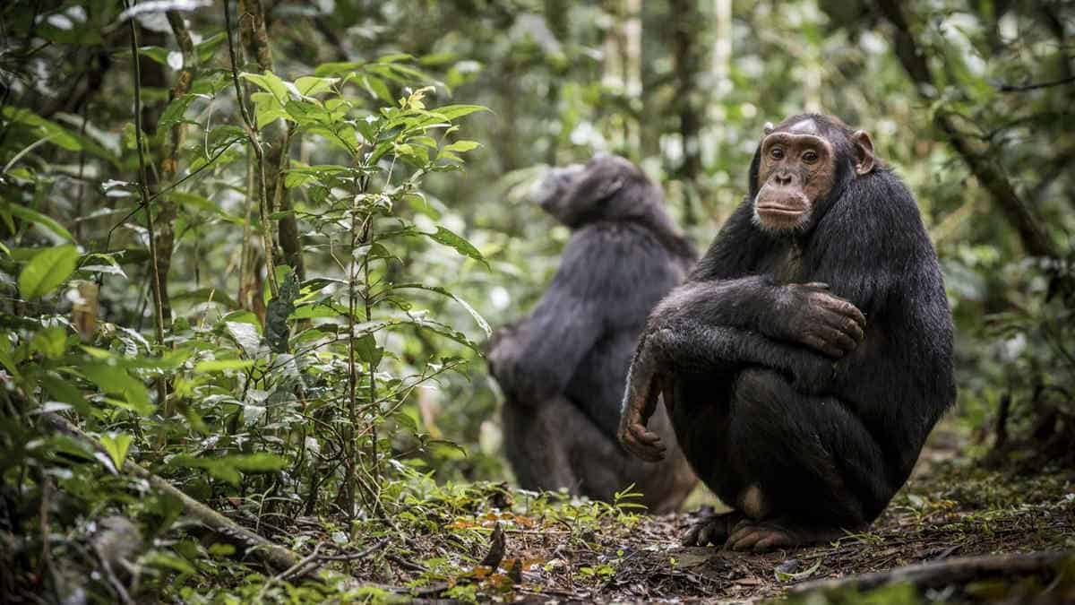Chimpanzees in a rainforest