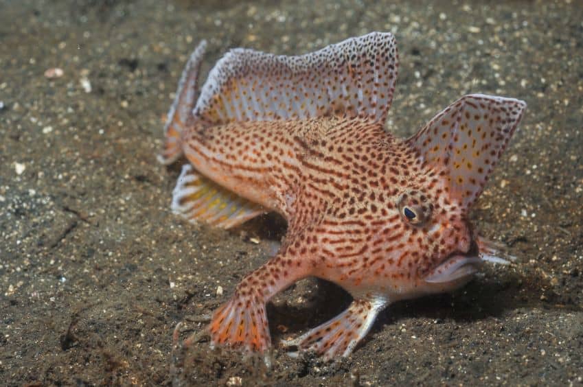 A spotted fish with fins like hands moving along the seabed. Scientists sequenced the full genome of this fish.