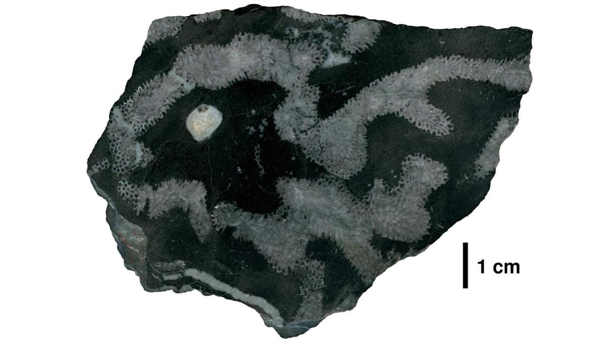 Coral fossil on white background with scale