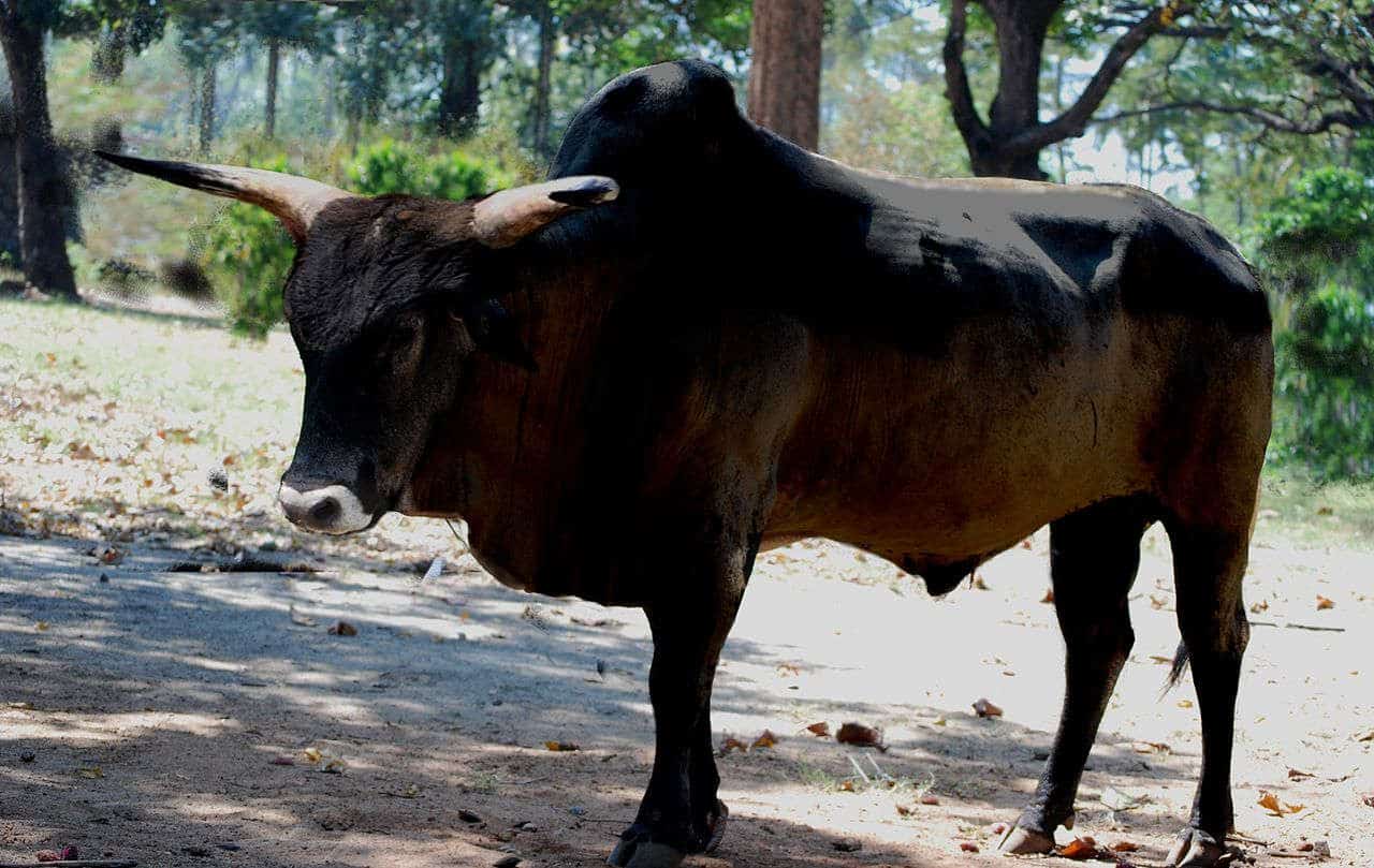 Asian cow bull with horns