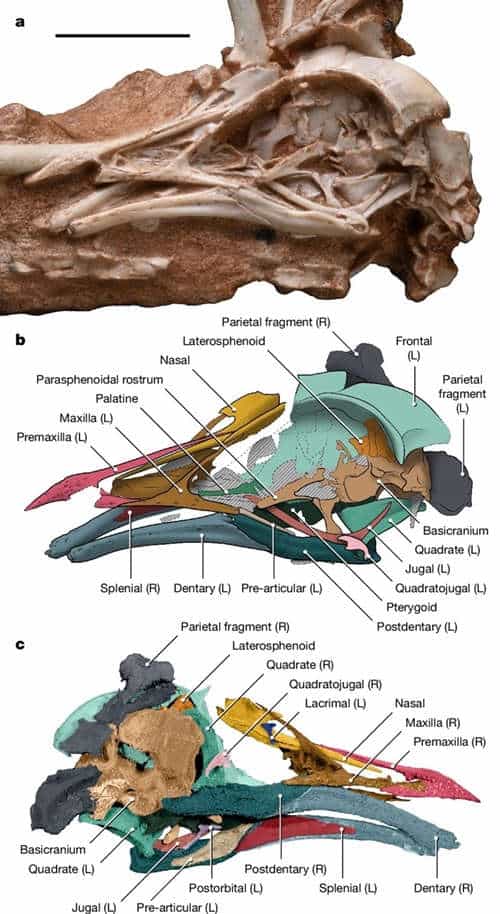 Bird skull photo and coloured diagram