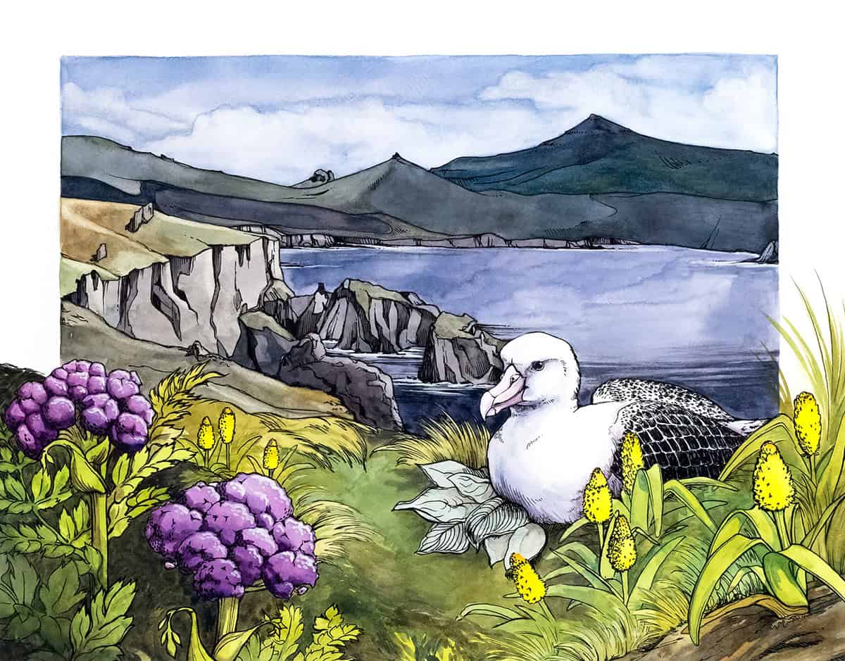 Southern royal albatross in environment (cliffs, ocean, purple flowers).