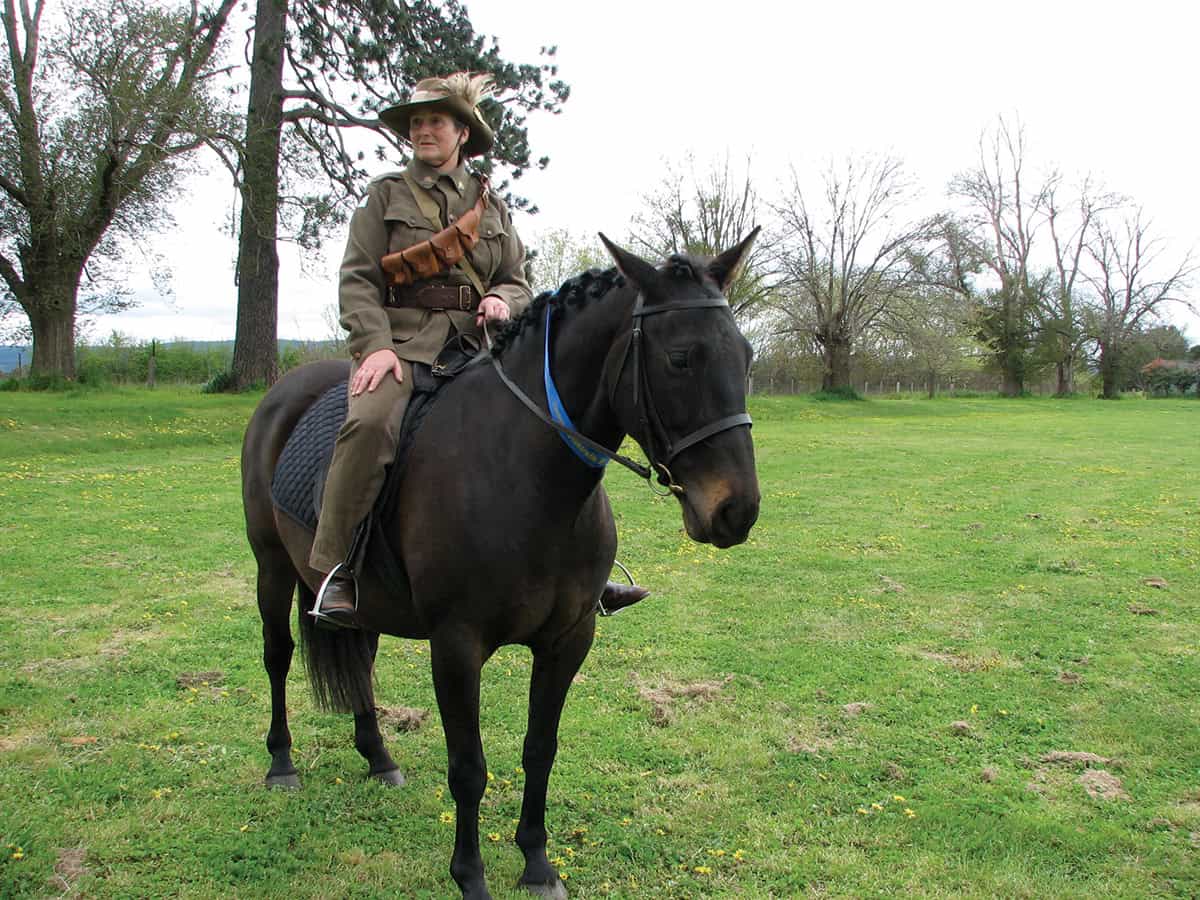 A wild caught waler mare competing at a local show