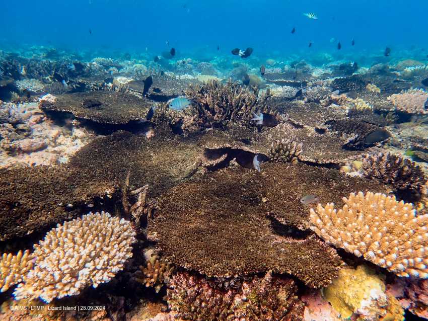 A photograph of an underwater coral reef with fish swimming in the background. Many of the corals are bleached pale.