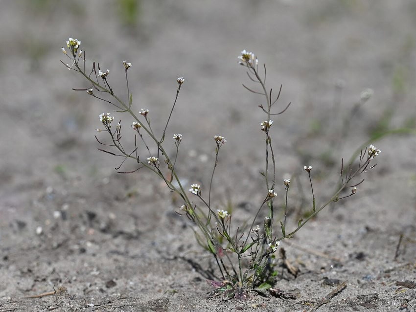 A spindly little plant gorws out of sandy soil, there are small white flowers at the end of each stem.