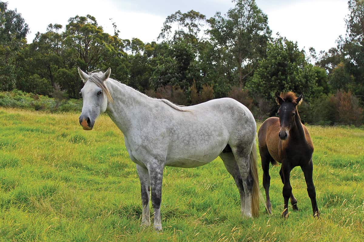 Butterfly and took a wild caught waler mare and her foal