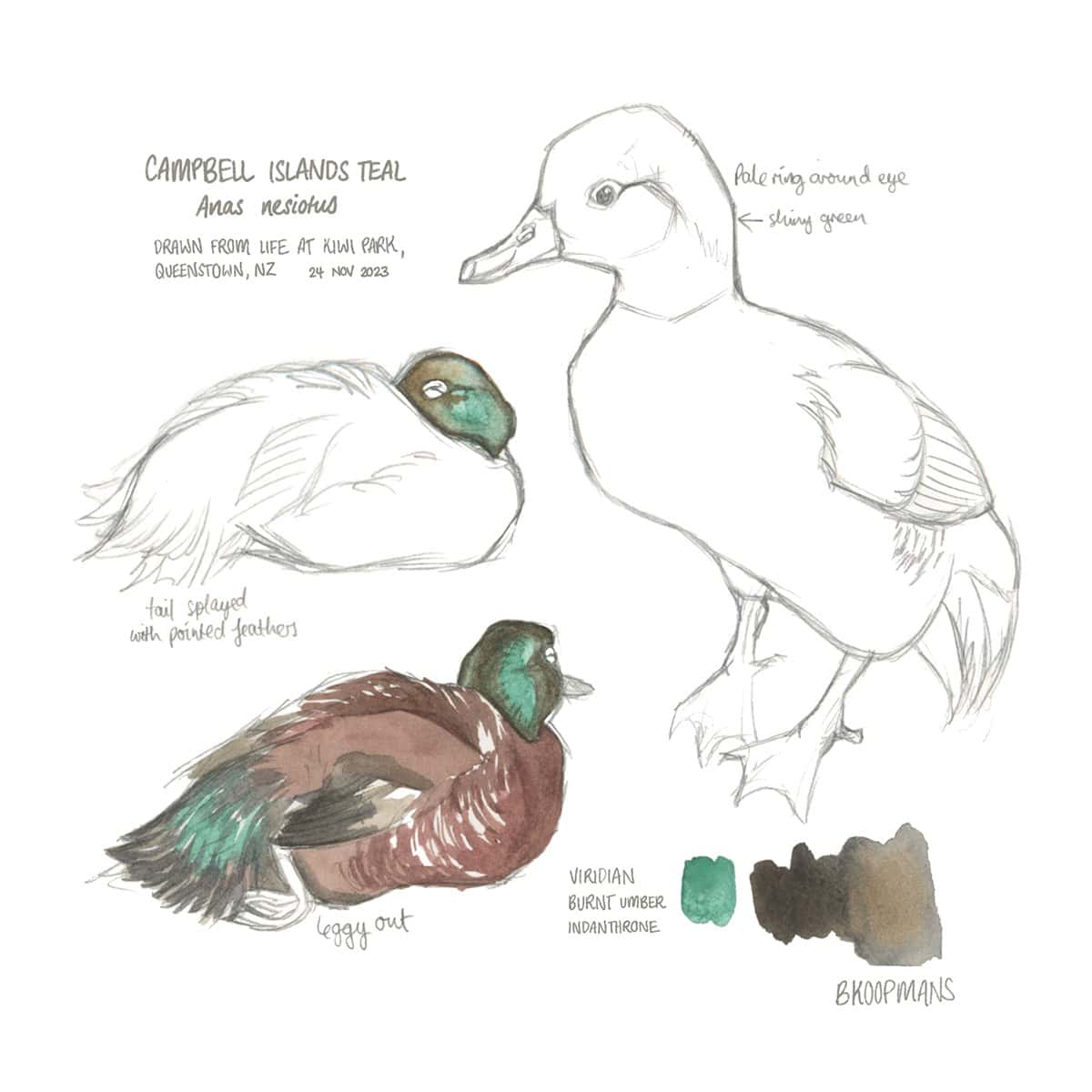 Various campbell teal illustrations and colour tests.