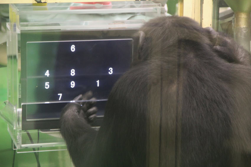A photograph of a chimpanzee sitting in front of a computer screen. On the black screen are white numbers from 1-9 arranged in random order.