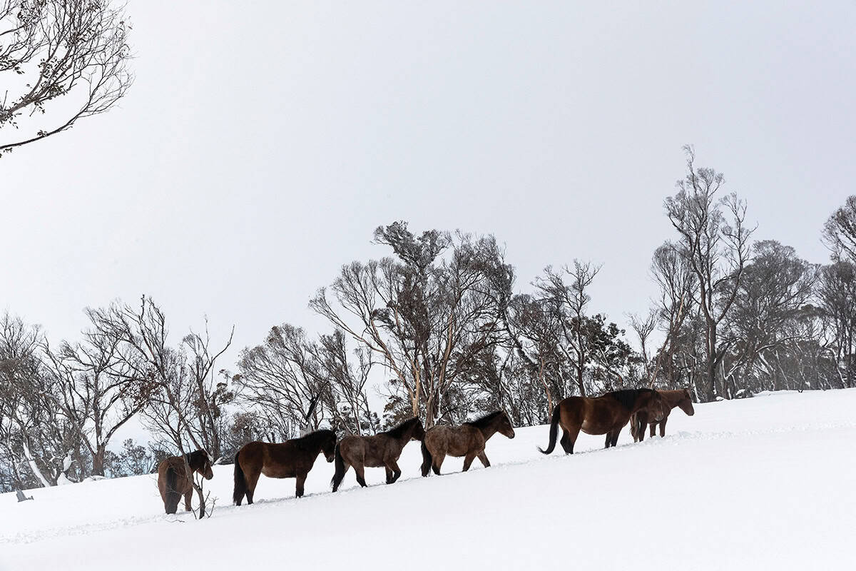 A line of 5 horses walking through snow and gums.