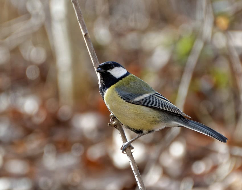 A photograph of a small songbird standing on a stick. It has a black head and white cheek, with light green body.