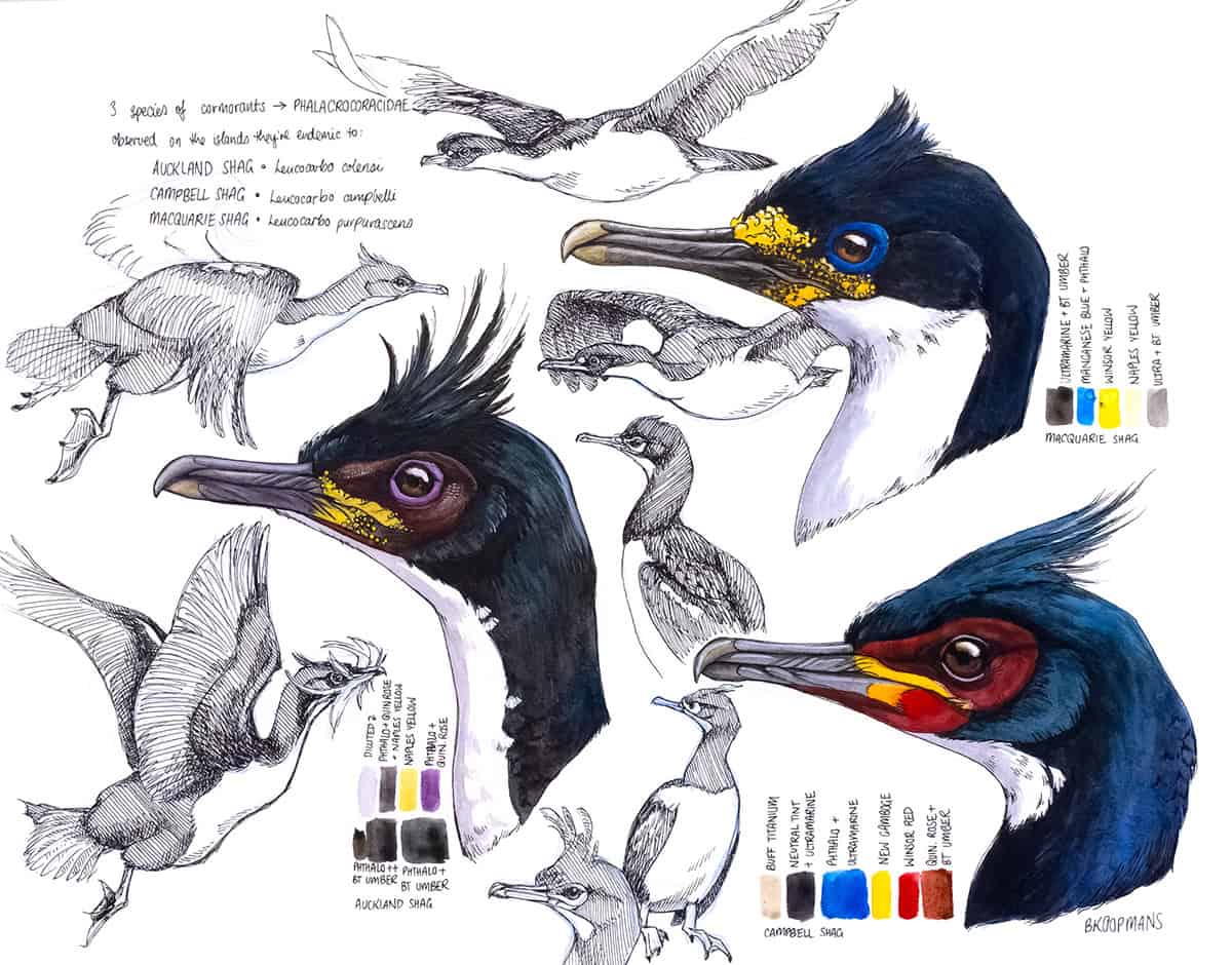Various shag illustrations and colour tests.