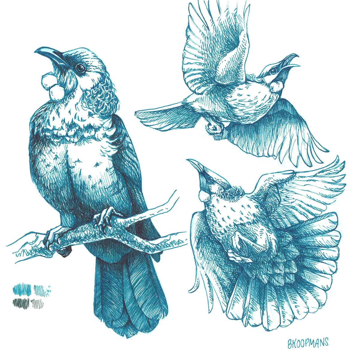 Various tūī illustrations and colour tests.