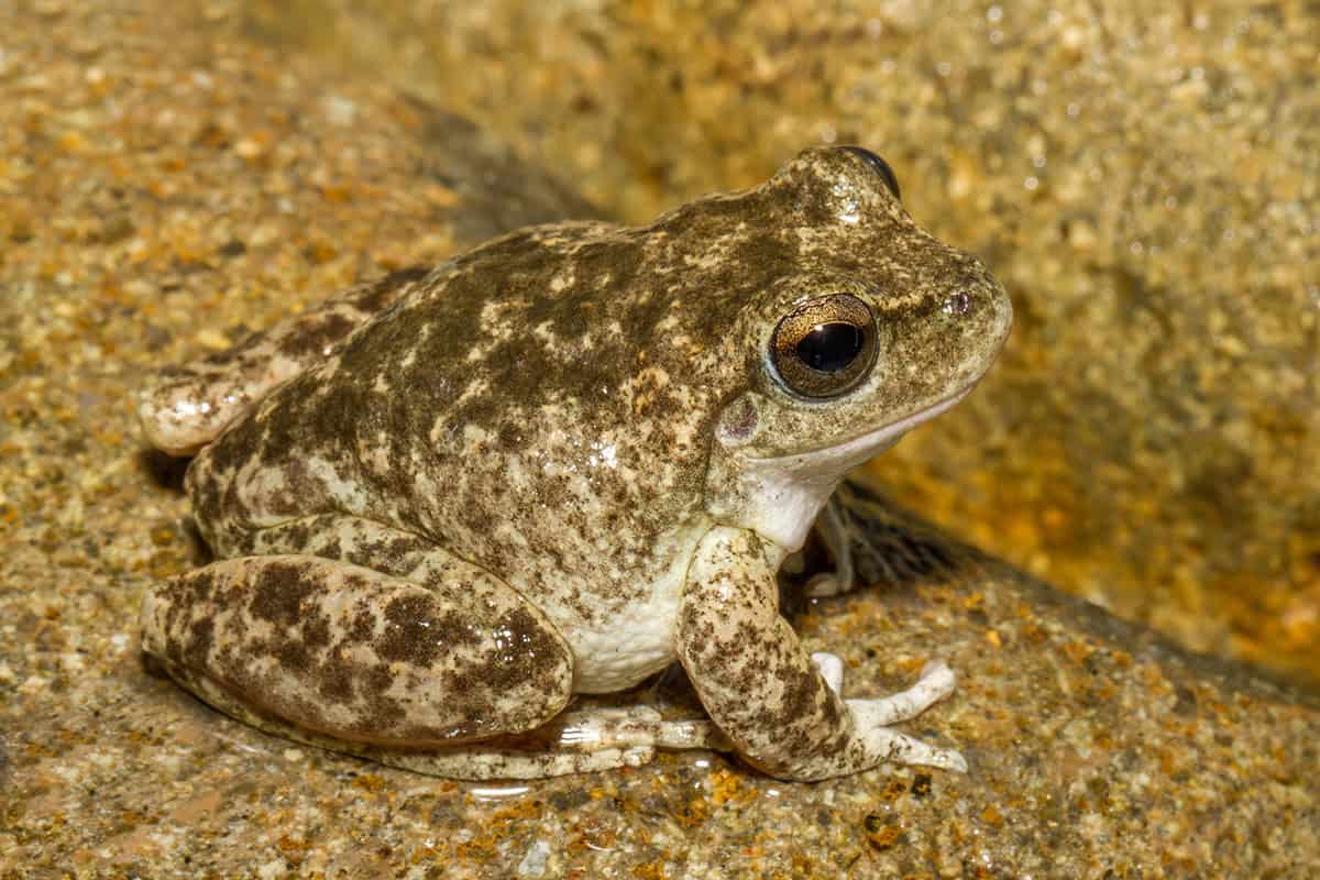 Brown spotty-looking frog.