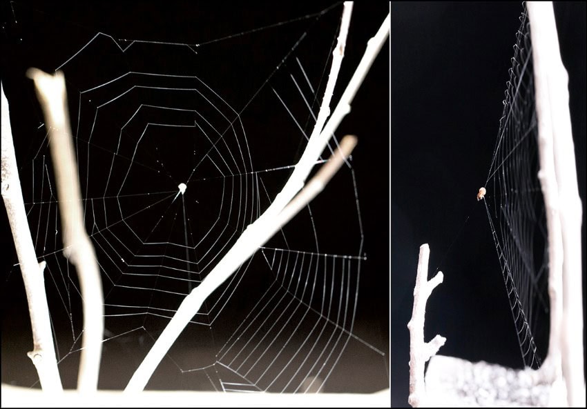2 photographs of a spider sitting at the centre of its web. One photo shows it is pulling its web back in a cone shape.