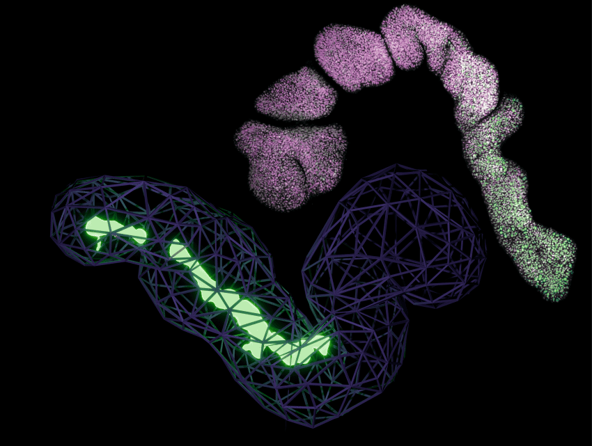 Two worm-like representation of the trunk organoid