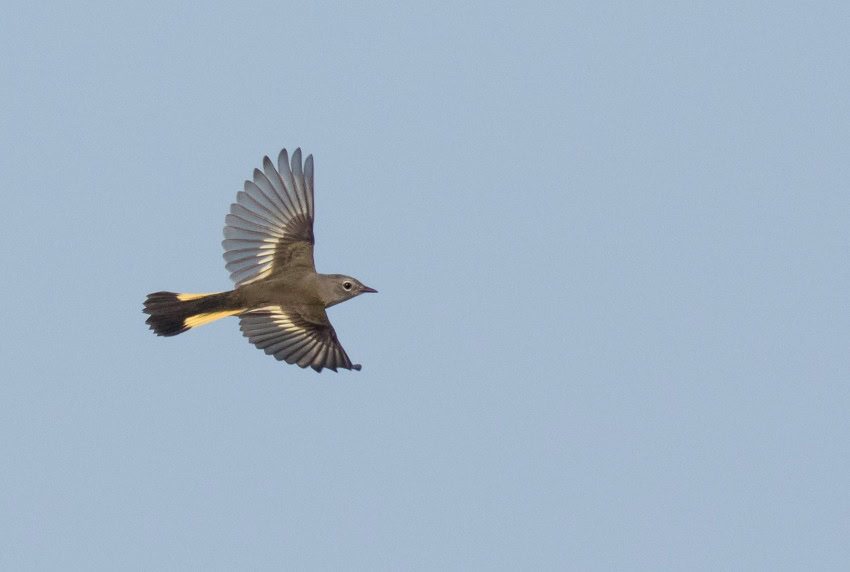 A small grey songbird flies with wings outstretched against a blue sky
