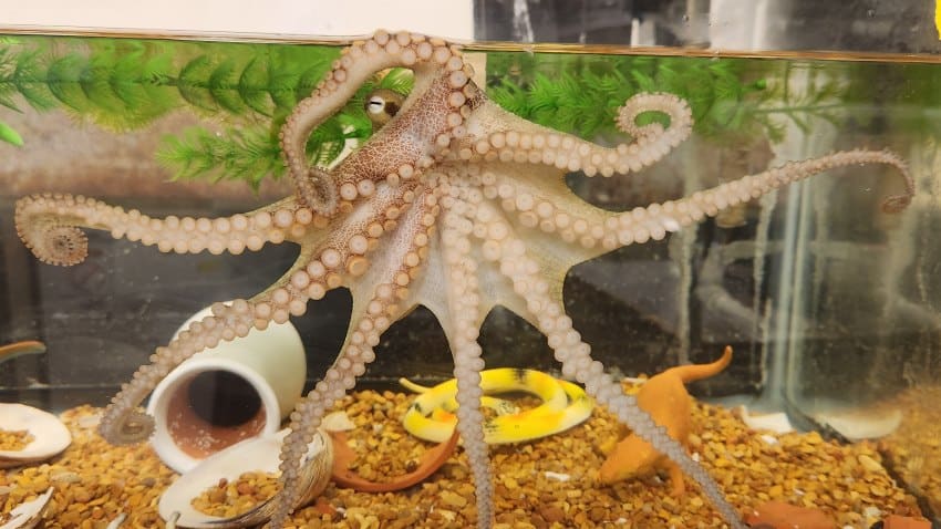 A photograph of light brown coloured octopus in a tank