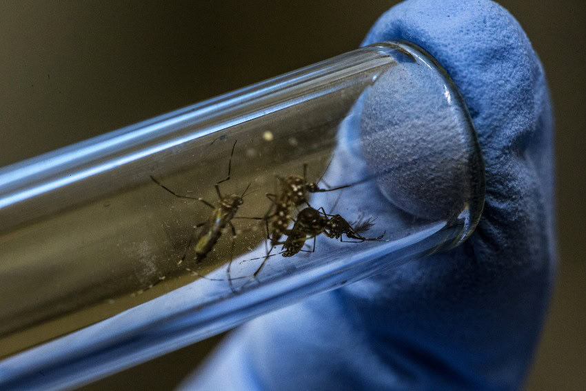 A photograph of 3 mosquitoes held in a test tube with a hand wearing a blue glove