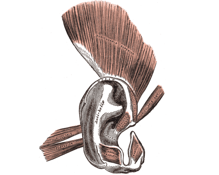 An illustration of a human ear with pink coloured muscles attached to it at different points