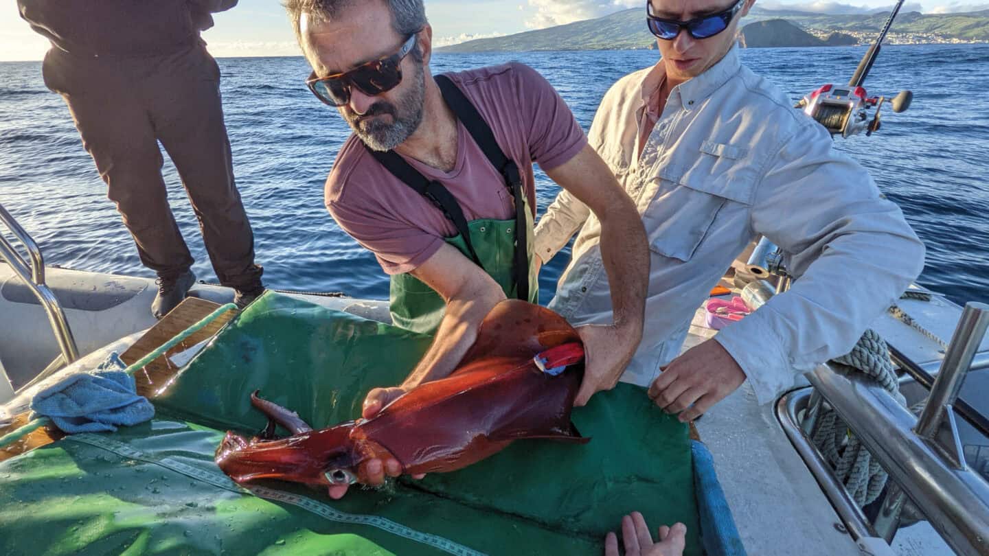 Two people holding a tagged squid that is red in colour. Sea in background.