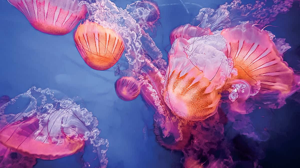 Pink jellyfish in the sea.