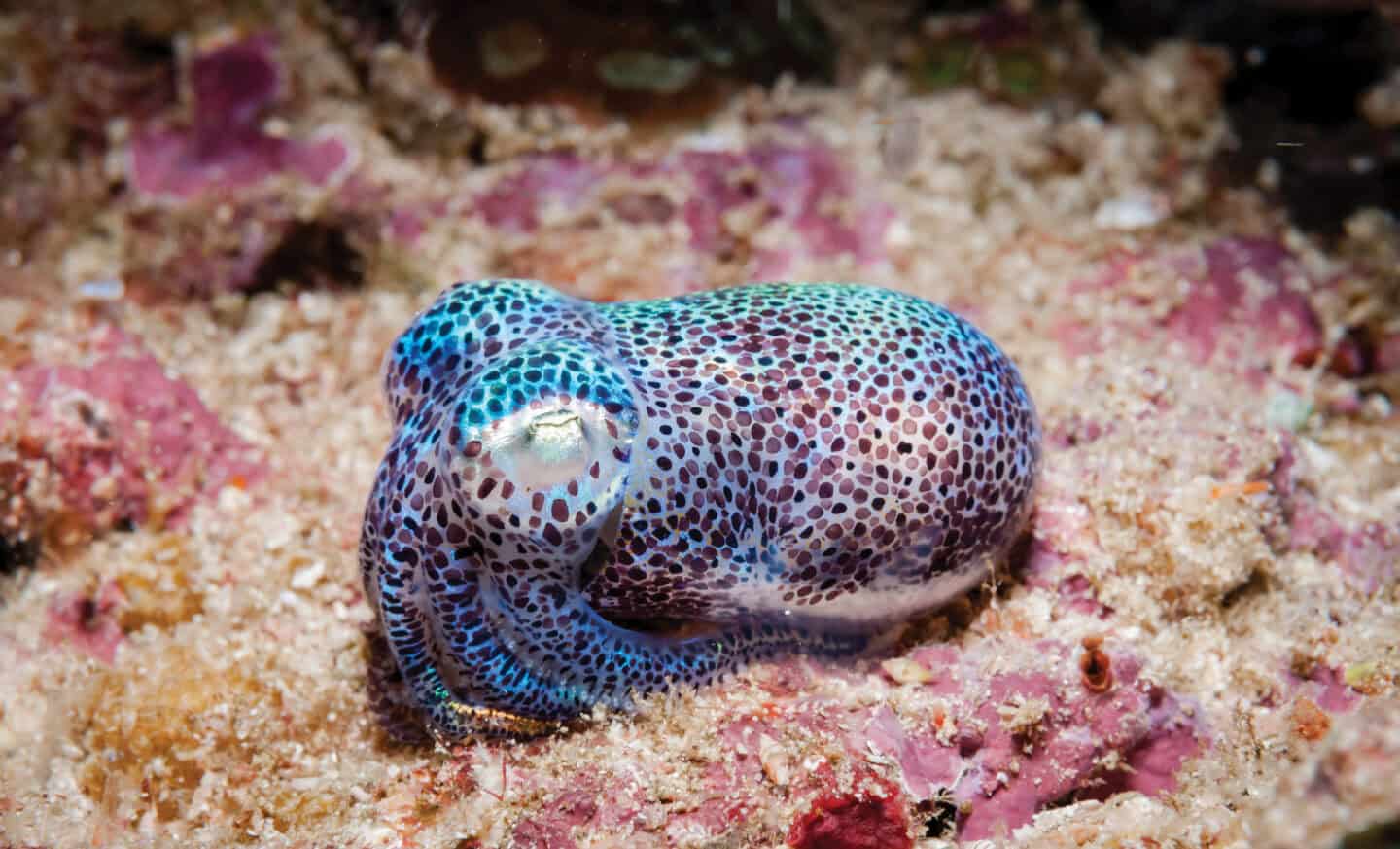 Spotty small squid on the seafloor.