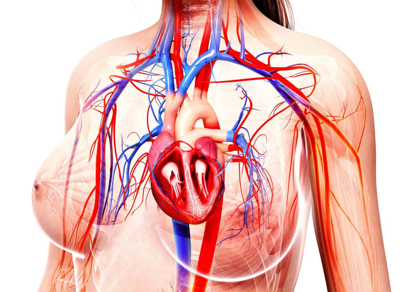 Woman's circulatory system and heart inside chest. Blood vessels in red (arteries) and blue (veins).