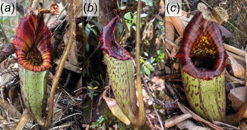 Three images of nepenthes pongoides, large pitcher plants with green bodies and bright red openings.