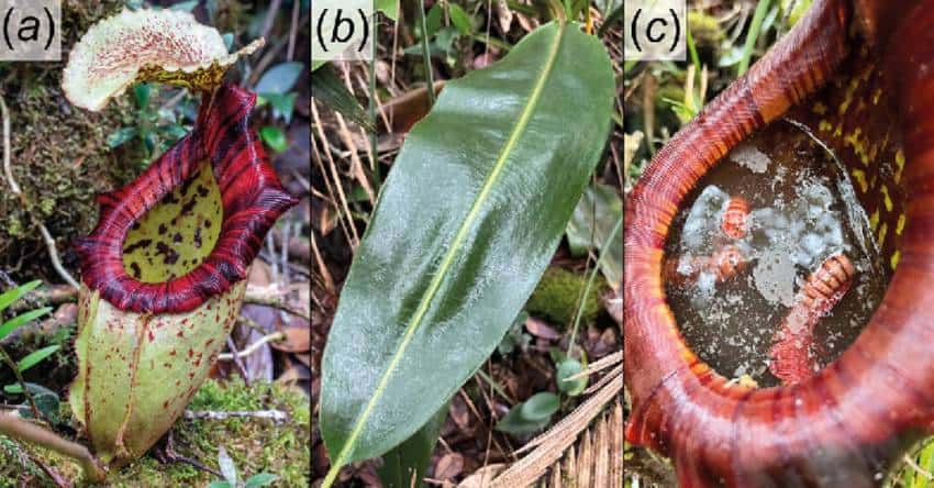 Three images of nepenthes pongoides, large pitcher plants with green bodies and bright red openings.